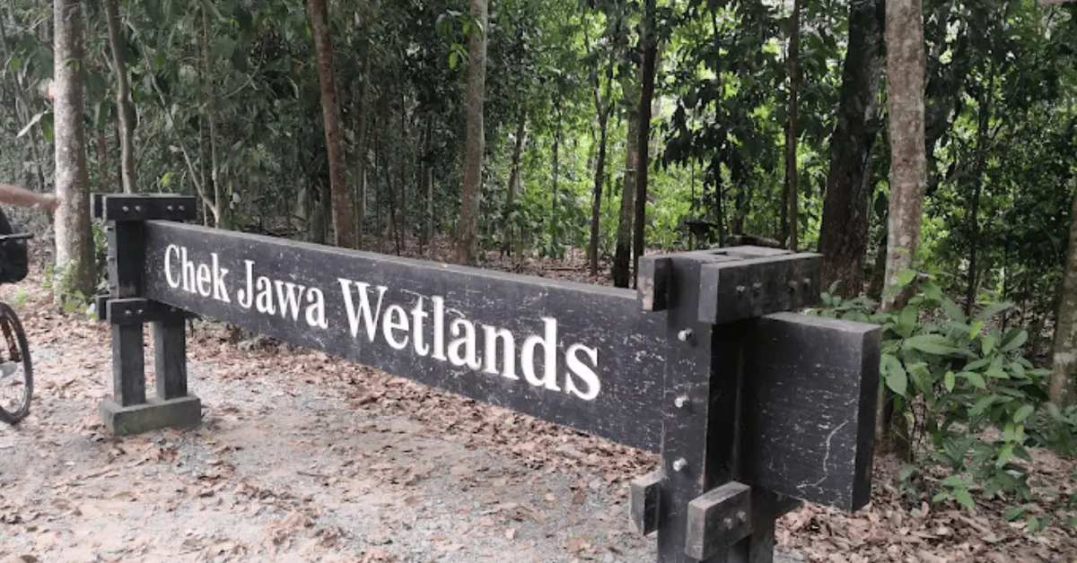 Exploring Chek Jawa Wetlands: Nature’s Amazing Playground