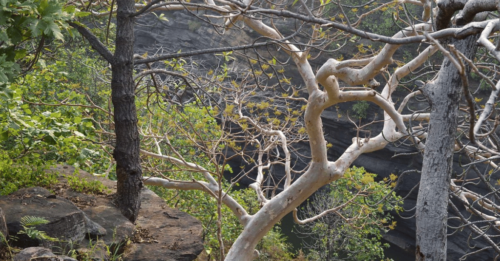 Chandra Prabha Wildlife Sanctuary