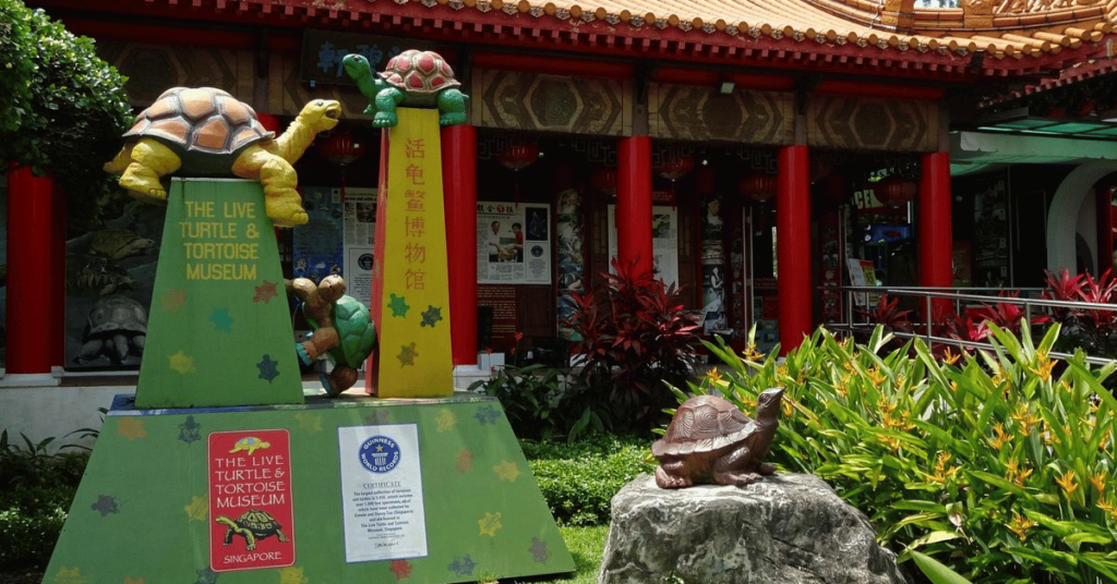 The Live Turtle and Tortoise Museum