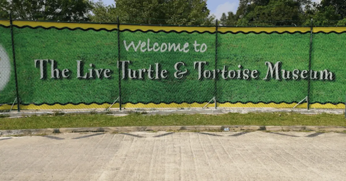 Exploring the Wonders at The Live Turtle and Tortoise Museum