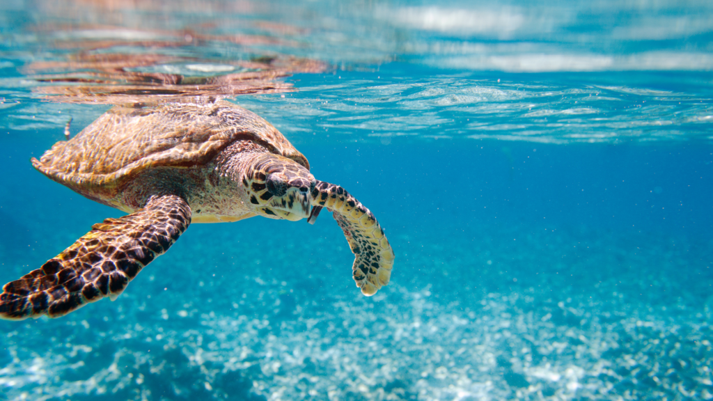 Sea Turtle, Inc. - things to do in South Padre Island