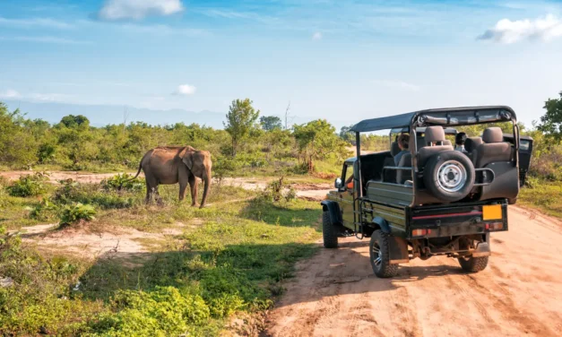 A Handy Guide for Solo Travelers Planning a Tanzania Safari