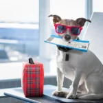 How to Travel with Your Dog: Tips for a Smooth and Enjoyable Journey