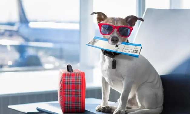 How to Travel with Your Dog: Tips for a Smooth and Enjoyable Journey
