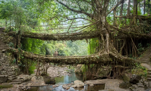 Trekking in Meghalaya: Walk Through the Clouds of Adventure