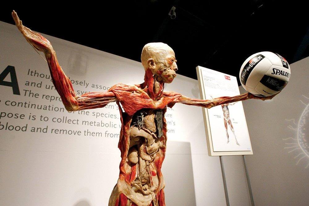 Biology and Human Body Section